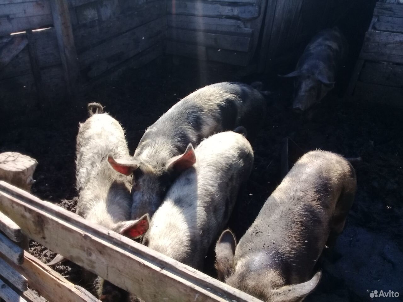 Свинки и хрячки на доращивание купить на Зозу.ру - фотография № 1