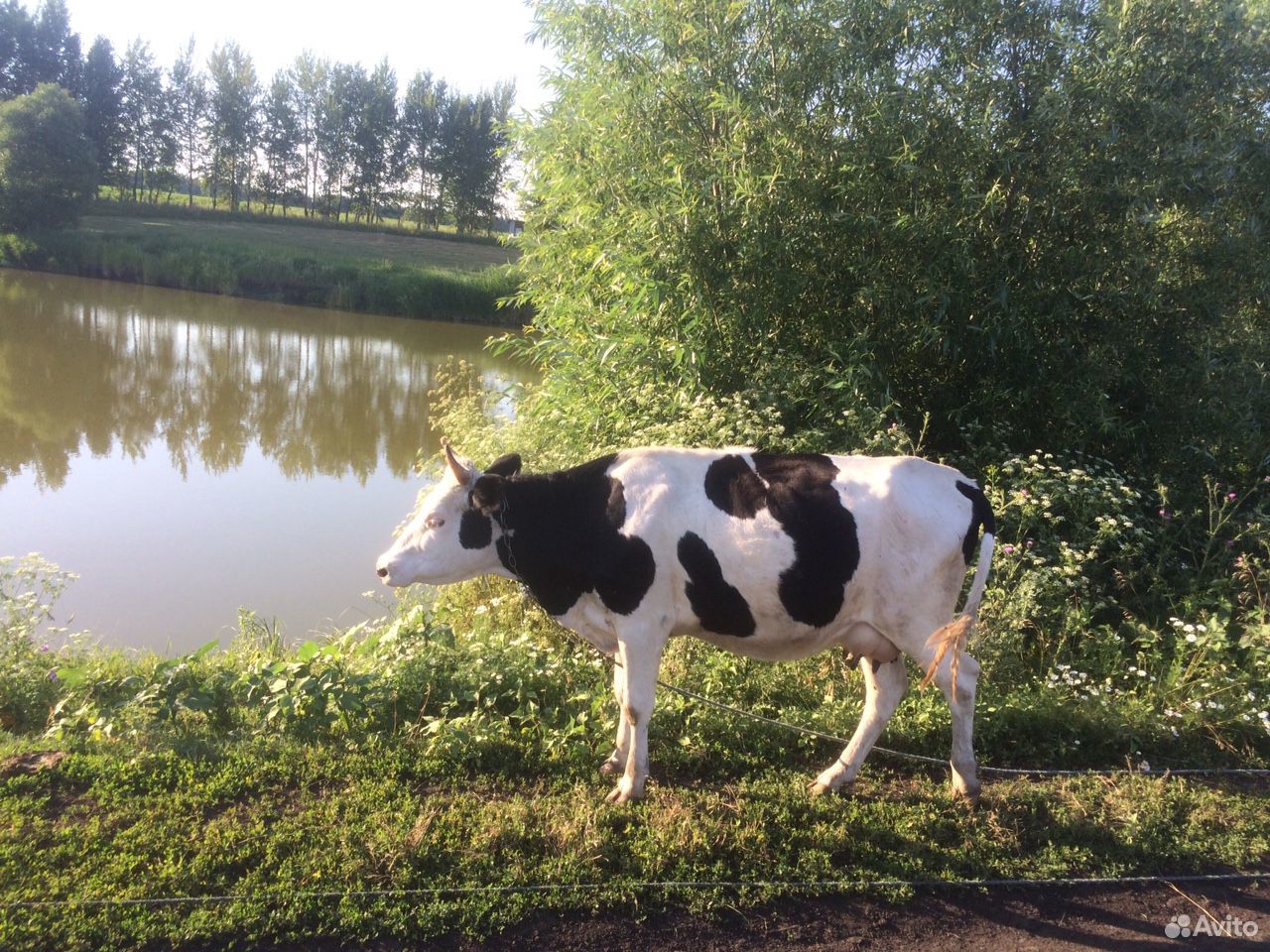 Коровы первотёлки купить на Зозу.ру - фотография № 4