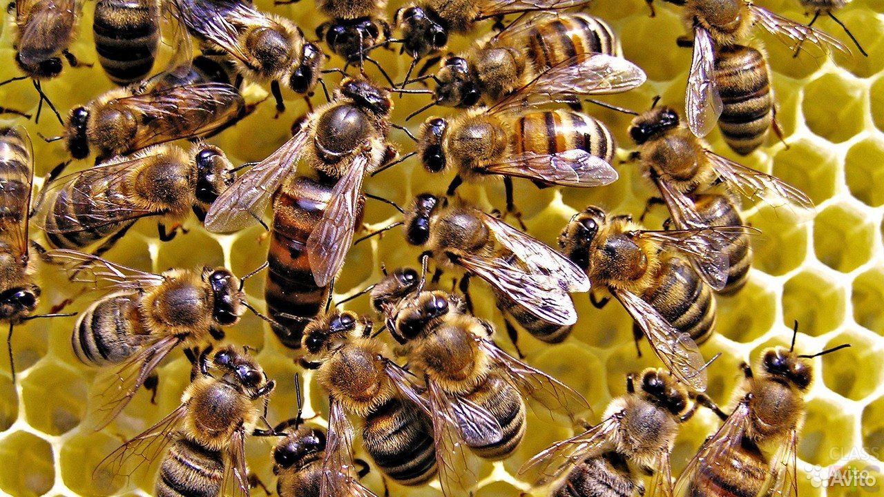Продам пчелосемьи с ульями и медом купить на Зозу.ру - фотография № 1