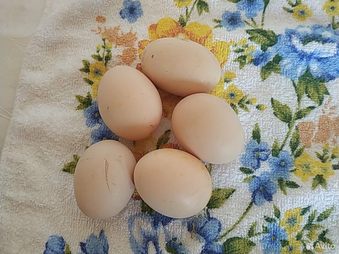 Яйца инкубационные порода за 90 р купить на Зозу.ру - фотография № 1
