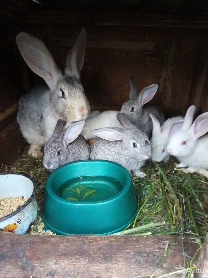 Кролики семьи купить на Зозу.ру - фотография № 1