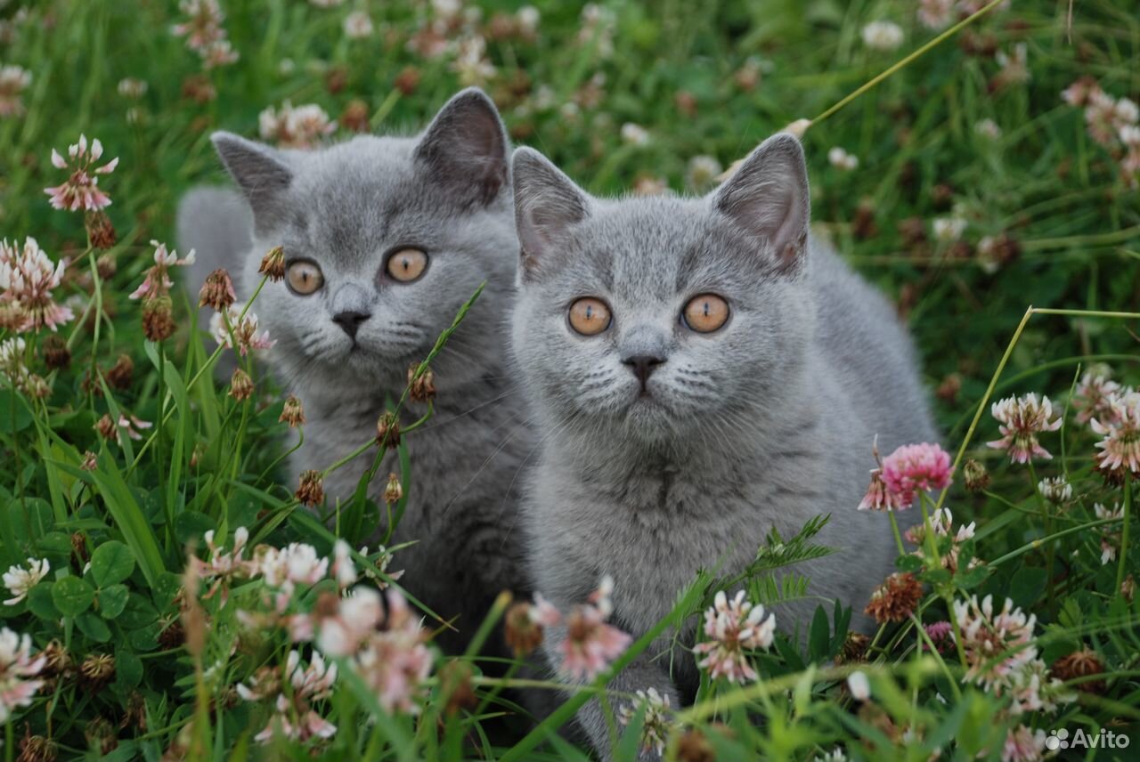 Шотландские и британские котята купить на Зозу.ру - фотография № 5