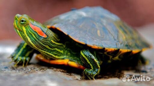 Красноухая черепаха (детёныш) купить на Зозу.ру - фотография № 1
