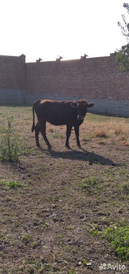 Продатся корова с 4х месячным телнком купить на Зозу.ру - фотография № 1