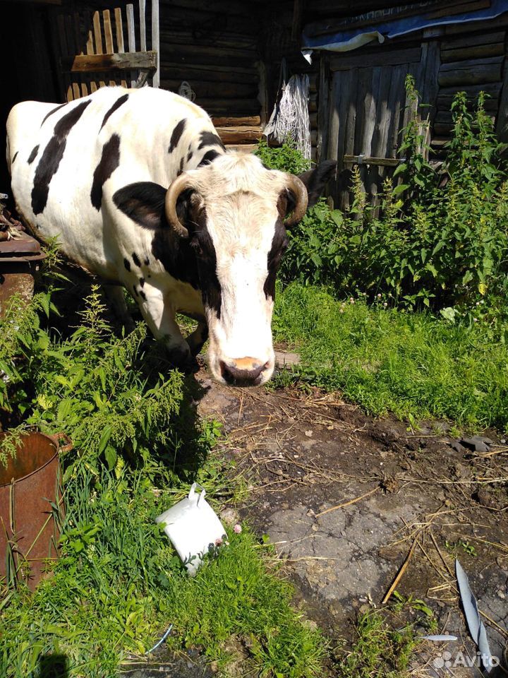 Продается корова купить на Зозу.ру - фотография № 2
