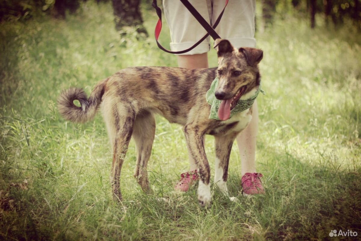 Небольшая собачка Тигра в хорошие руки купить на Зозу.ру - фотография № 3