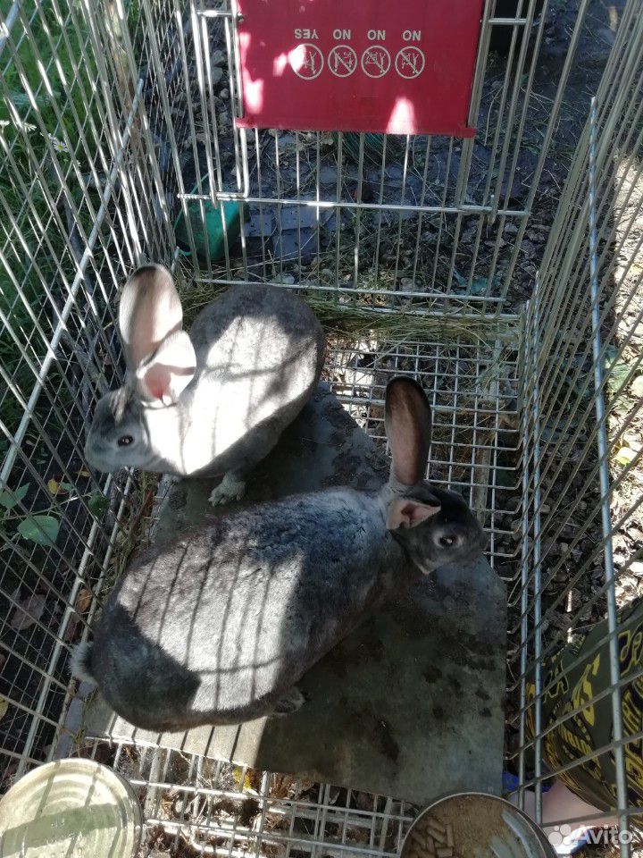Кролики пароды французский баран и рекс купить на Зозу.ру - фотография № 1