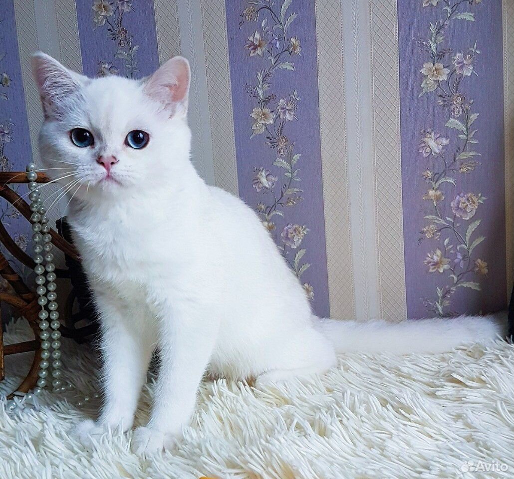 Великолепный плюшевый котик с сапфировыми глазами купить на Зозу.ру - фотография № 7
