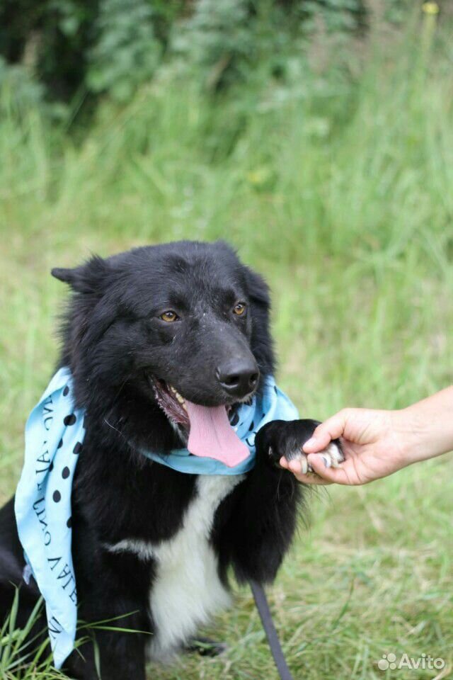 Прекрасный пес Гриша в дар купить на Зозу.ру - фотография № 4