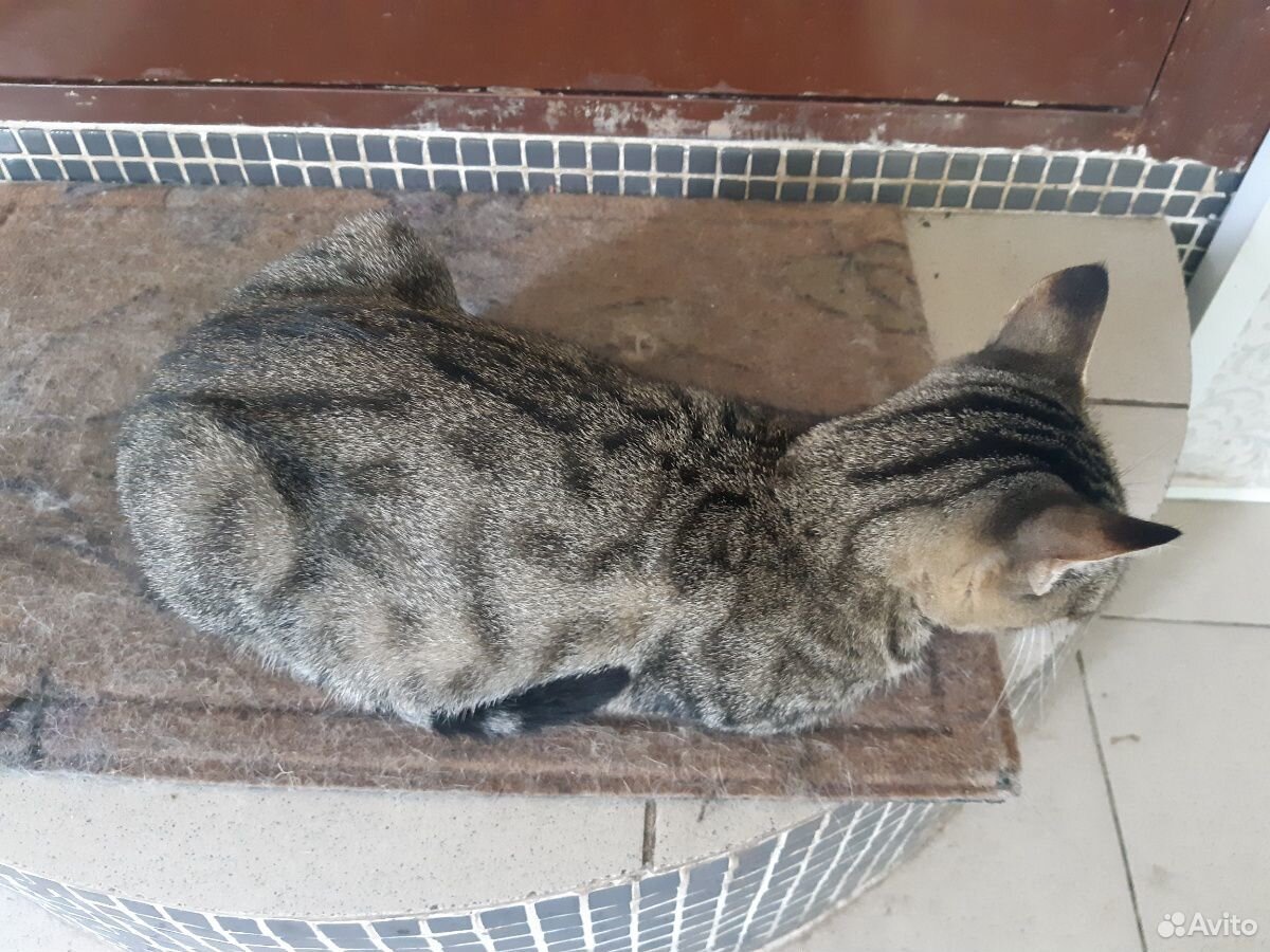 Стерилизованная кошка ищет дом купить на Зозу.ру - фотография № 2