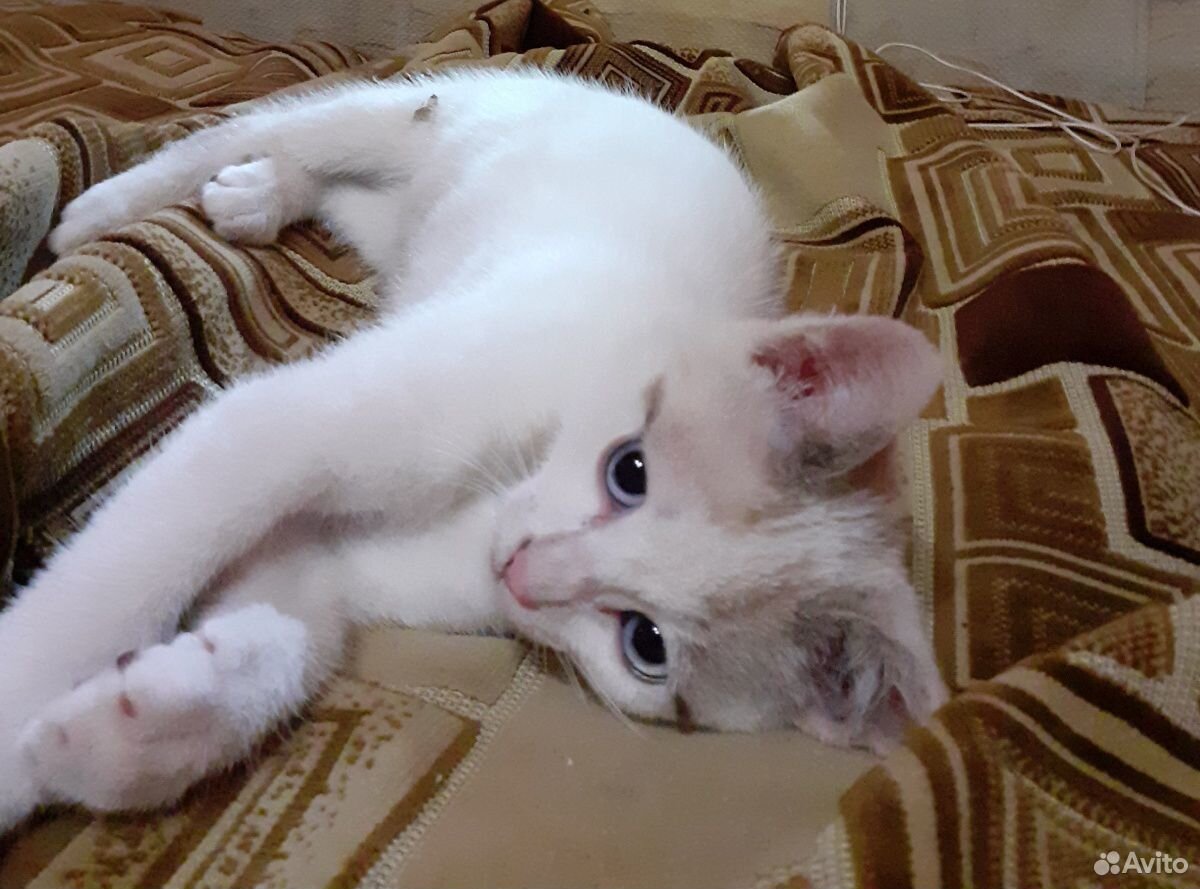 Котенок белый с голубыми глазами купить на Зозу.ру - фотография № 1