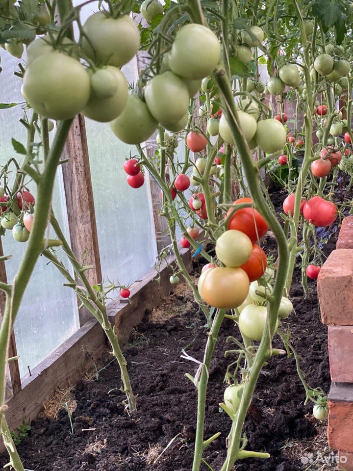 Домашние помидоры купить на Зозу.ру - фотография № 9
