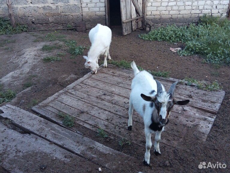 Козлы 6мес, 2мес, двойная коза купить на Зозу.ру - фотография № 2