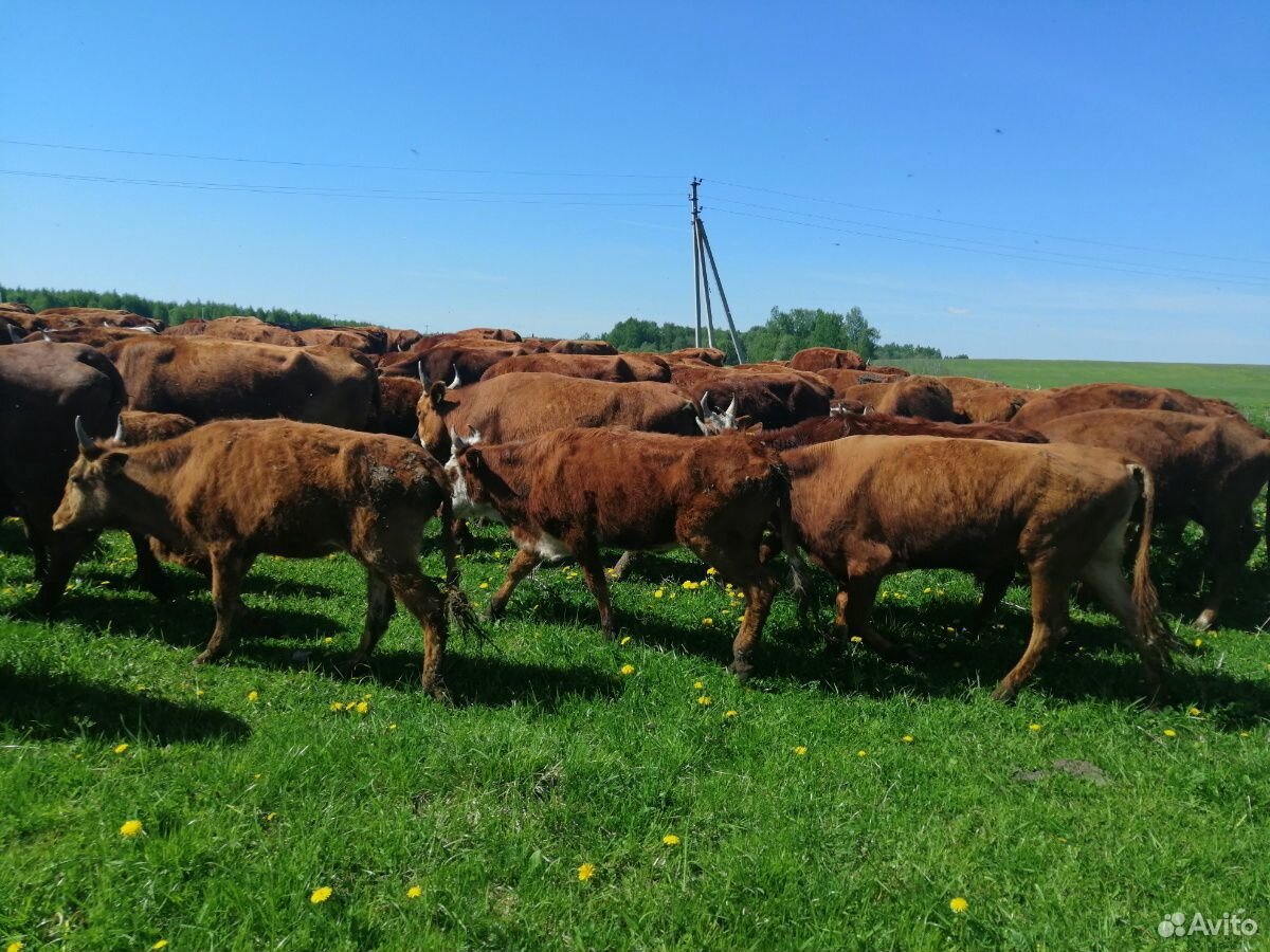 Коровы, быки купить на Зозу.ру - фотография № 7