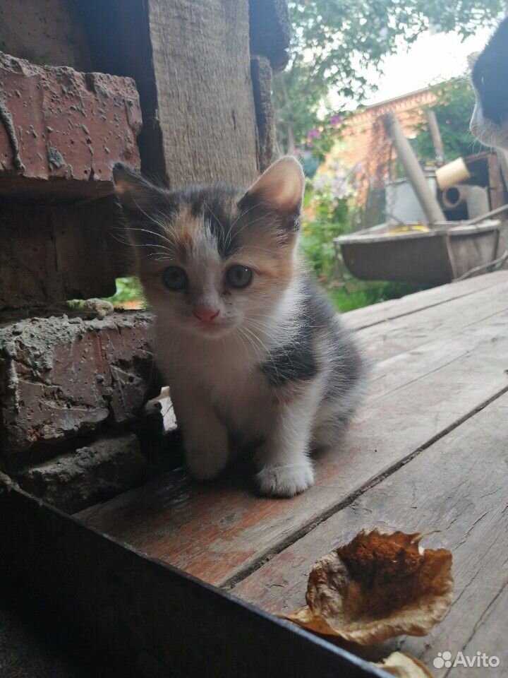 Котенок девочка купить на Зозу.ру - фотография № 1