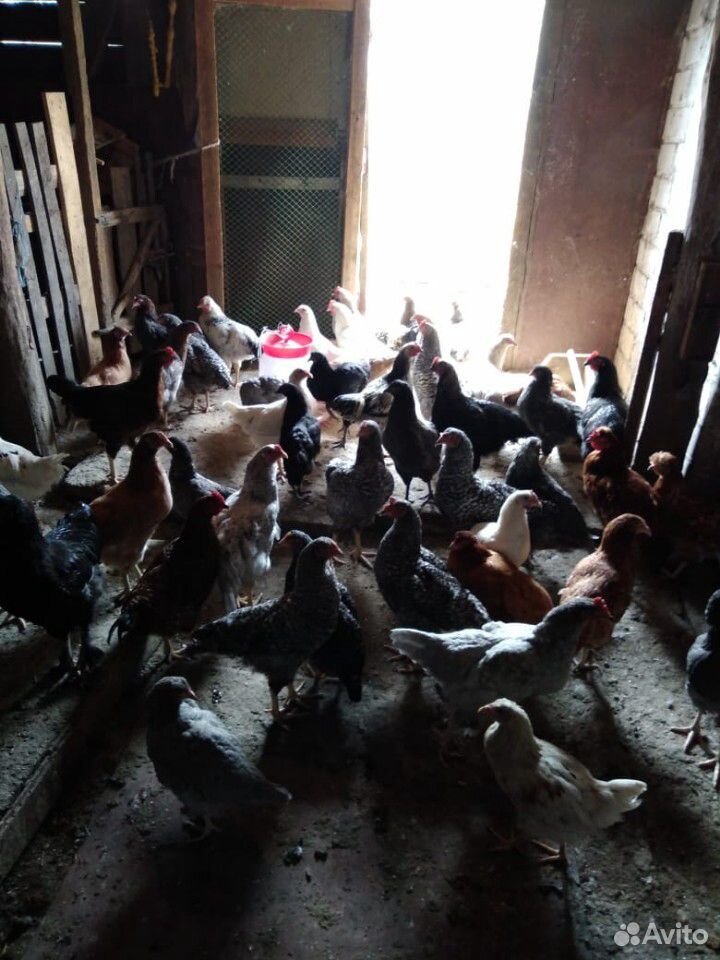 Цыплята несушки 4 мес купить на Зозу.ру - фотография № 1