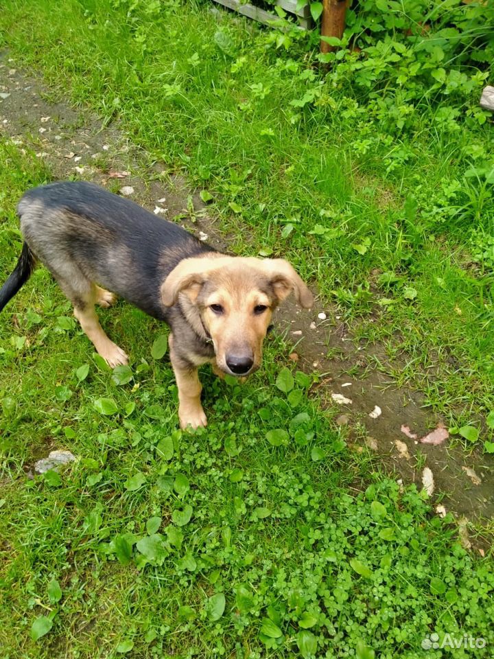 Собака-щенок 3-4 месяца,ищет хозяина купить на Зозу.ру - фотография № 9