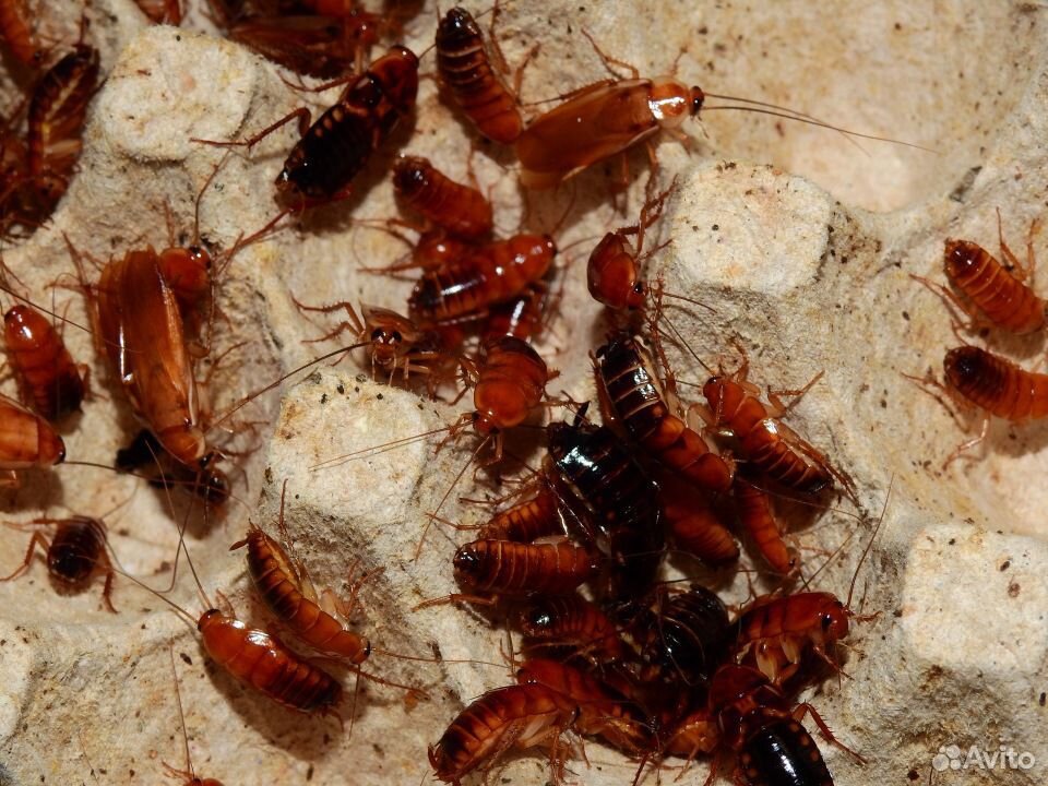 Туркменские тараканы - живой корм купить на Зозу.ру - фотография № 1