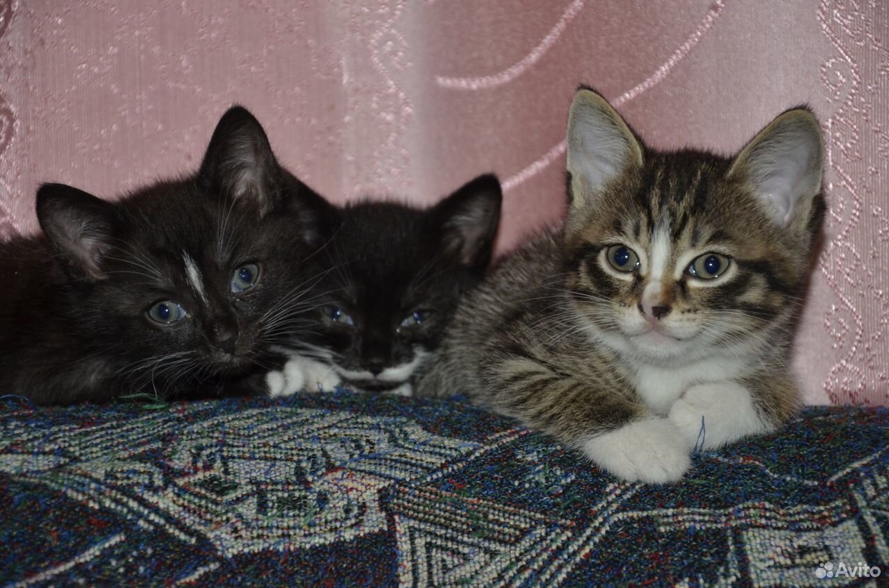 Три Котенка ищут своих Хозяев купить на Зозу.ру - фотография № 8