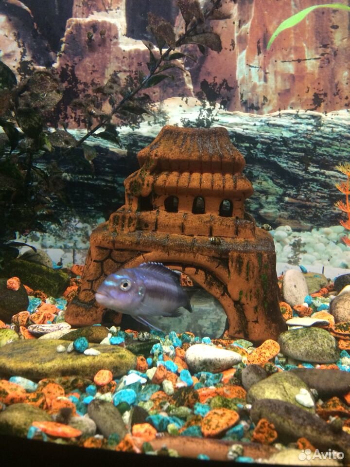 Рыбка в аквариум купить на Зозу.ру - фотография № 4
