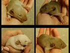 Крысята дамбо гладкие объявление продам