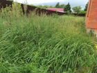 Покос травы стрижка кустарника объявление продам