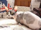 Кот и кошка Бамбино объявление продам