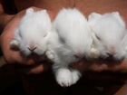 Кролики белые декоративные объявление продам
