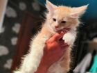 Продажа котят(порода Мейн-Кун) объявление продам