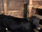 Корова-телочка 6 месяцев объявление продам
