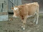 Корова (телка) 7 месяцев объявление продам