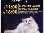 Выставка кошек 3 ноября объявление продам