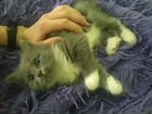 Котенок- норвежская лесная кошка объявление продам