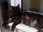 Продам котят породы Мейн Кун, чистокровные объявление продам