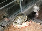 Продам черепах в акватеррариуме объявление продам