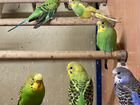 Продаю попугаев разных видов оптом объявление продам
