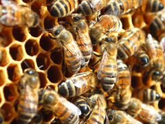 Продам 3 пчело-семьи (продам пчел)