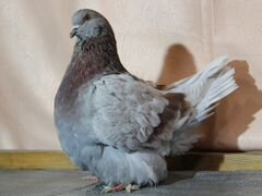 Продаем крупных мясных голубей разных пород