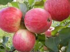 Яблони крупноплодные