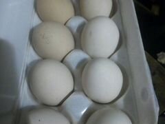 Яйцо индо утки инкубационное