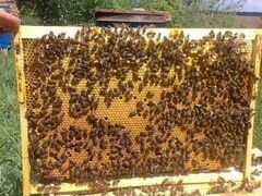 Пчелопакеты