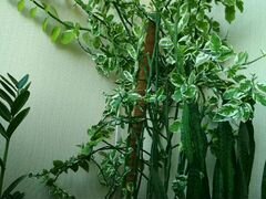 Комнатное растение - Педилантус
