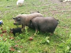 Свиноматки вьетнамские и поросята