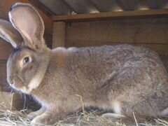 Кролики породы фландер от 6 до 1.5 года