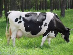 Продам молочных коров