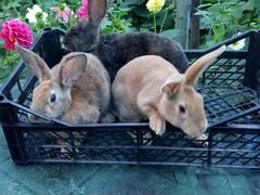 Кролики породы «Рекс»