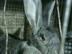 Серый великан #кроликивеликаны