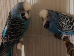 Выставочные(Чехи) волнистые попугаи