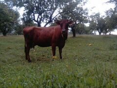 Красногорбатовская корова