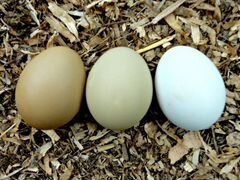 Яйца для инкубации Амераукана